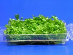 Monosolenium Tenerum / Großes Teichlebermoos - Pelia (Pellia) Polster 110 X 80 Mm, Moos -Garten & Außenbereich M002T 1 5