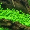 Hydrocotyle Cf. Tripartita Auf Matte Ca. 130 X 100 Mm -Garten & Außenbereich M595BL 1 1