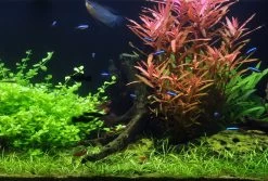 50 Wasserpflanzen, 5 Bunde Und 3 Topfpflanzen Für Ein 60 Liter Aquarium -Garten & Außenbereich S050 1 10