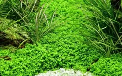 50 Wasserpflanzen, 5 Bunde Und 3 Topfpflanzen Für Ein 60 Liter Aquarium -Garten & Außenbereich S050 1 11