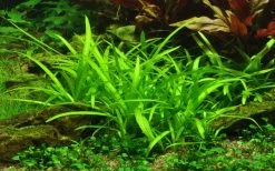 50 Wasserpflanzen, 5 Bunde Und 3 Topfpflanzen Für Ein 60 Liter Aquarium -Garten & Außenbereich S050 1 12