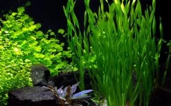 50 Wasserpflanzen, 5 Bunde Und 3 Topfpflanzen Für Ein 60 Liter Aquarium -Garten & Außenbereich S050 1 15