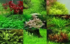 50 Wasserpflanzen, 5 Bunde Und 3 Topfpflanzen Für Ein 60 Liter Aquarium -Garten & Außenbereich S050 1 6