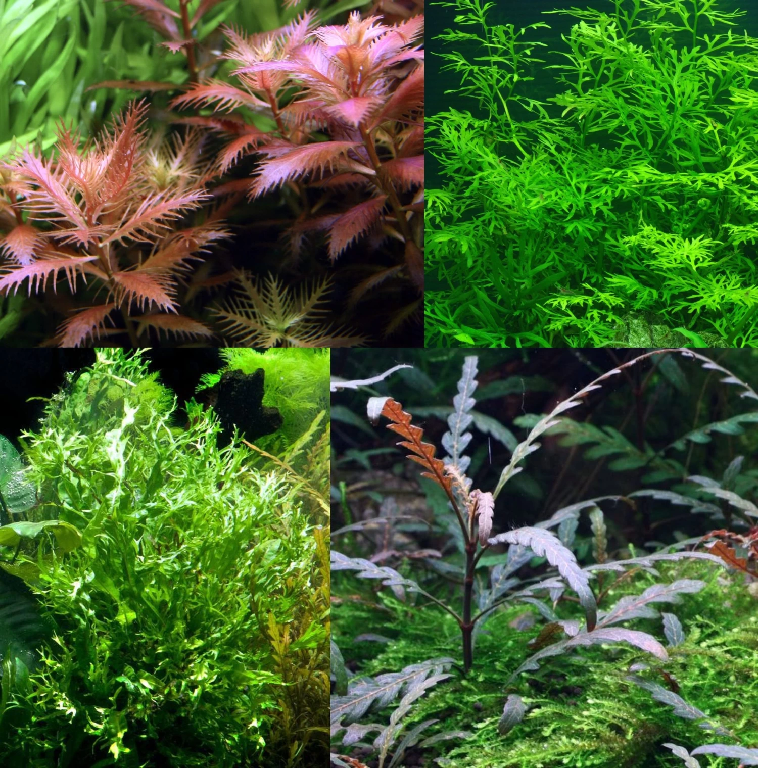 Bizarres Wasserpflanzen Sortiment - 4 Töpfe, Set Incl. Roten Pflanzen 3 Bizarres Wasserpflanzen Sortiment - 4 Töpfe, Set Incl. Roten Pflanzen