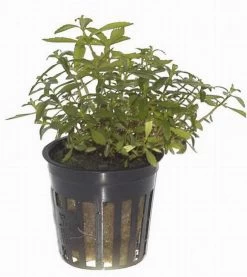 Bizarres Wasserpflanzen Sortiment - 4 Töpfe, Set Incl. Roten Pflanzen 16 Bizarres Wasserpflanzen Sortiment - 4 Töpfe, Set Incl. Roten Pflanzen -Garten & Außenbereich S070 1 7