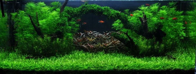 Unterwasser-Landschaft Moosbrücke Für 500 Liter Aquarium 3 Unterwasser-Landschaft Moosbrücke Für 500 Liter Aquarium