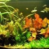 Unterwasser-Landschaft Lotuswelt Für Ein 60 Liter Aquarium