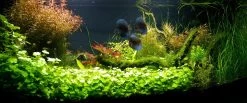 Unterwasser-Landschaft Diskus-Traum Für Ein 200 Liter Aquarium -Garten & Außenbereich S3 200wf 1 3