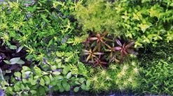 Unterwasser-Landschaft Holland-Aquarium Für Ein 300 Liter Aquarium -Garten & Außenbereich S4 200wf 1 3 1