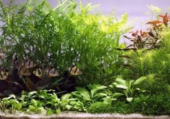 Unterwasser-Landschaft Holland-Aquarium Für Ein 200 Liter Aquarium -Garten & Außenbereich S4 200wf 1 4