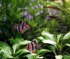 Unterwasser-Landschaft Holland-Aquarium Für Ein 200 Liter Aquarium -Garten & Außenbereich S4 200wf 1 5