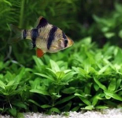 Unterwasser-Landschaft Holland-Aquarium Für Ein 200 Liter Aquarium -Garten & Außenbereich S4 200wf 1 6