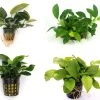 Anubias Quartett: 4x Anubias-Töpfe = Barteri + Nana + Petite + Golden, Barschfeste Wasserpflanzen -Garten & Außenbereich S6 4wf 1 2