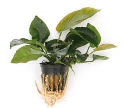 Anubias Sextett: 6x Anubias-Töpfe = Barteri + Nana + Petite + Golden + Coffeefolia + Congensis, Barschfeste Wasserpflanzen -Garten & Außenbereich S6 6wf 1 4