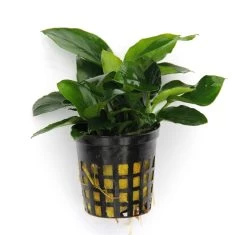 Anubias Sextett: 6x Anubias-Töpfe = Barteri + Nana + Petite + Golden + Coffeefolia + Congensis, Barschfeste Wasserpflanzen -Garten & Außenbereich S6 6wf 1 8