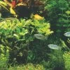 Holland-Aquarium - Pflanzenlandschaft Für Ein 160-200 Liter Aquarium