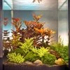 Ludwigia Cube 30 Liter - Pflanzenlandschaft Für Einen 30 Liter Nano Cube 2 Ludwigia Cube 30 Liter - Pflanzenlandschaft Für Einen 30 Liter Nano Cube -Garten & Außenbereich S9143DE 1 1