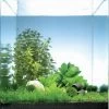 Pantanal Bay 10 Liter - Pflanzenlandschaft Für Einen 10 Liter Nano Cube