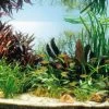 Kupfer Salmler - Pflanzenlandschaft Für Ein 160-200 Liter Aquarium 1 Kupfer Salmler - Pflanzenlandschaft Für Ein 160-200 Liter Aquarium -Garten & Außenbereich S9264DE 1 1