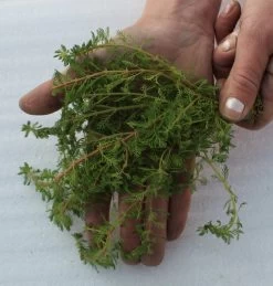 25 Unterwasserpflanzen Teich-Sortiment, Sauerstoffpflanzen-Set 9 25 Unterwasserpflanzen Teich-Sortiment, Sauerstoffpflanzen-Set -Garten & Außenbereich SG025wf 1 5