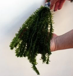 25 Unterwasserpflanzen Teich-Sortiment, Sauerstoffpflanzen-Set 10 25 Unterwasserpflanzen Teich-Sortiment, Sauerstoffpflanzen-Set -Garten & Außenbereich SG025wf 1 6