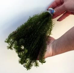 25 Unterwasserpflanzen Teich-Sortiment, Sauerstoffpflanzen-Set 11 25 Unterwasserpflanzen Teich-Sortiment, Sauerstoffpflanzen-Set -Garten & Außenbereich SG025wf 1 7