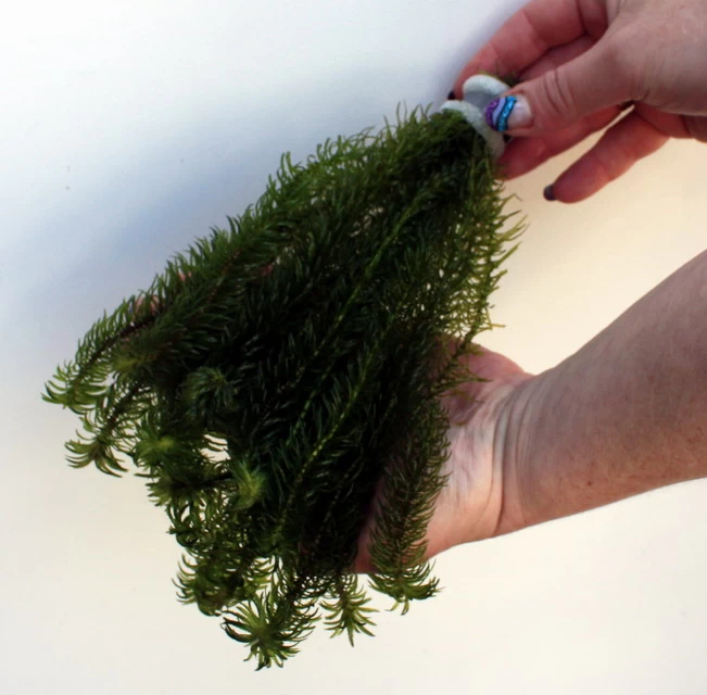 25 Unterwasserpflanzen Teich-Sortiment, Sauerstoffpflanzen-Set 7 25 Unterwasserpflanzen Teich-Sortiment, Sauerstoffpflanzen-Set – Bild 5