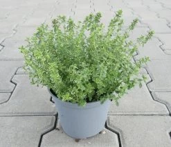 Zitronen-Thymian / Thymus X Citriodorus 'Aureus' Im 12 Cm Topf
