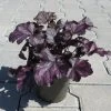 Purpurglöckchen ´Mulberry´/ Heuchera ´Mulberry´ Im 12 Cm Topf -Garten & Außenbereich ST0410wf 1 1