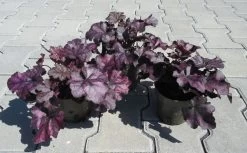 Purpurglöckchen ´Mulberry´/ Heuchera ´Mulberry´ Im 12 Cm Topf -Garten & Außenbereich ST0410wf 1 3