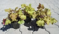 Purpurglöckchen ´Marmalade´ / Heuchera ´Marmalade´ Im 12 Cm Topf -Garten & Außenbereich ST0420wf 1 3