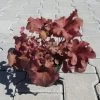 Purpurglöckchen ´Boysenberry´ / Heuchera ´Boysenberry´ Im 12 Cm Topf