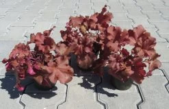 Purpurglöckchen ´Boysenberry´ / Heuchera ´Boysenberry´ Im 12 Cm Topf -Garten & Außenbereich ST0430wf 1 3