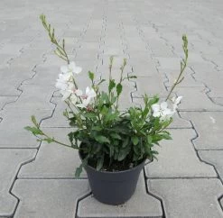 Weiße Prachtkerze / Gaura Lindheimeri Im 13 Cm Topf