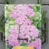 Achillea Millefolium `Pretty Belinda` Im 11 Cm Topf -Garten & Außenbereich ST0650wf 1