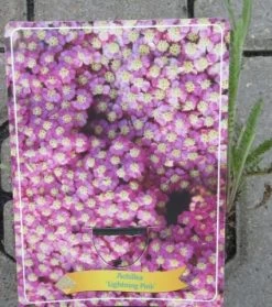Achillea Millefolium `Lightning Pink` Im 11 Cm Topf