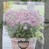 Achillea Millefolium `Milly Rock Pink` Im 11 Cm Topf -Garten & Außenbereich ST0670wf 1