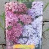 Achillea Millefolium `Rainbow Ending Blue` Im 11 Cm Topf