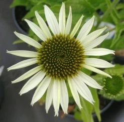 Weißblühender Sonnenhut / Echinacea Purpurea WEISS Im 17 Cm Topf