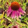 Echinacea Purpurea "Green Twister" Im 11 Cm Topf