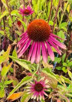 Echinacea Purpurea "Green Twister" Im 11 Cm Topf
