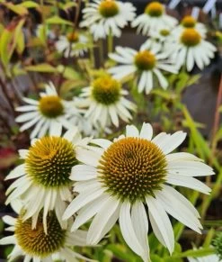 Echinacea Purpurea "White" Im 11 Cm Topf