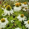 Echinacea Purpurea "PowWow White" Im 11 Cm Topf -Garten & Außenbereich ST0810WF 1 1