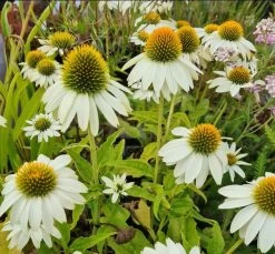 Echinacea Purpurea "PowWow White" Im 11 Cm Topf