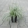 Grünweiße Segge / Carex Oshimensis `Everest` Im 11 Cm Topf -Garten & Außenbereich ST2010wf 1 1