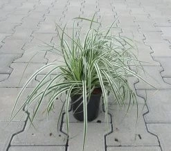 Grünweiße Segge / Carex Oshimensis `Everest` Im 11 Cm Topf