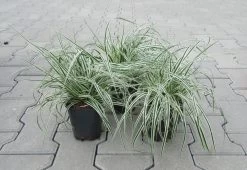 Grünweiße Segge / Carex Oshimensis `Everest` Im 11 Cm Topf -Garten & Außenbereich ST2010wf 1 3