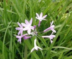 Südseeknoblauch / Tulbaghia Violacea Im 9 Cm Topf