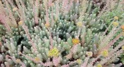 Felsen-Mauerpfeffer / Sedum Rupestre Im 13 Cm Topf