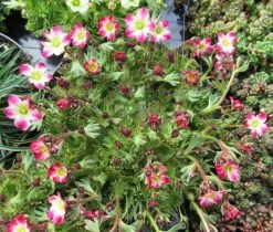 Rosa Moos Steinbrech / Saxifraga Arendsii Rosa Im 13 Cm Topf